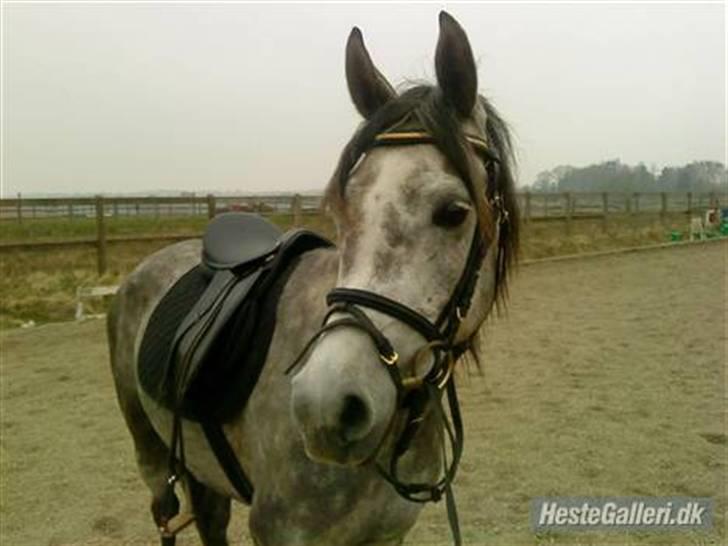 Anden særlig race Shaki - SOLGT billede 11