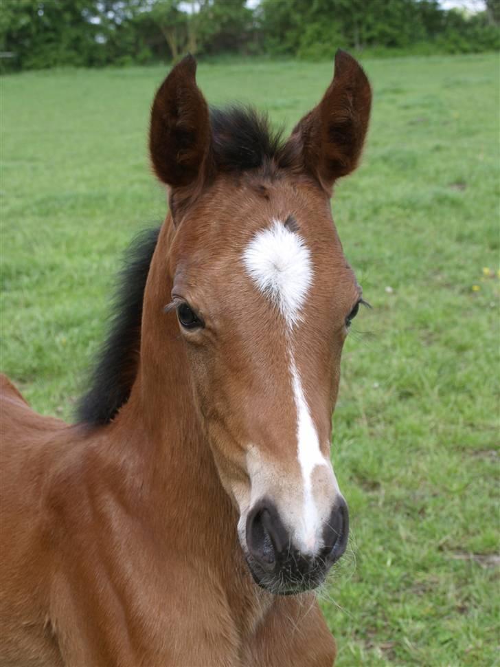 Dansk Varmblod Sundorfs Izma - Izma 3 dage gammel billede 1