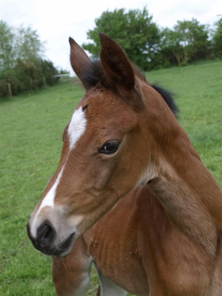 Dansk Varmblod Sundorfs Izma - Izma 3 dage gammel billede 2