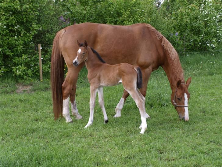 Dansk Varmblod Sundorfs Izma - Izma 3 dage gammel billede 3