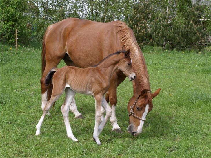 Dansk Varmblod Sundorfs Izma - Izma 3 dage gammel billede 4