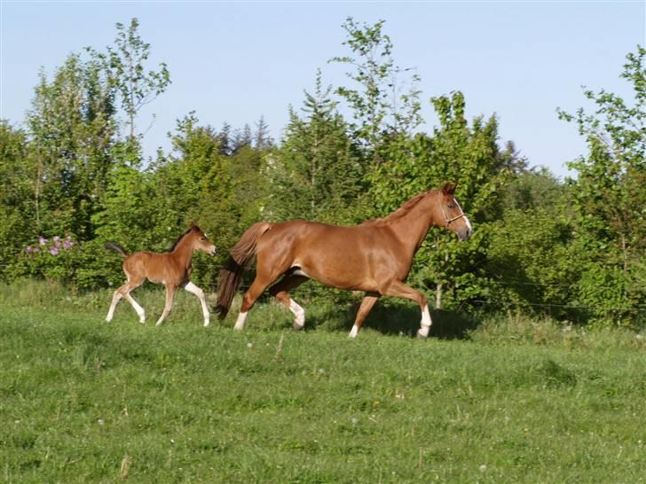 Dansk Varmblod Sundorfs Izma - Izma 7 dage gammel billede 5