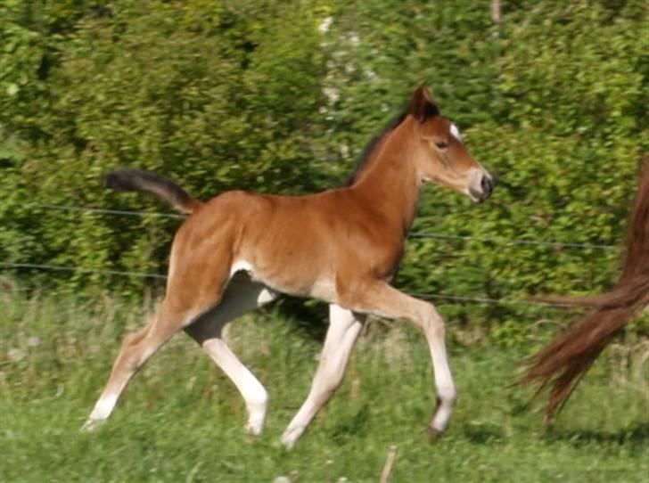 Dansk Varmblod Sundorfs Izma - Izma i trav, 1 uge gammel billede 6