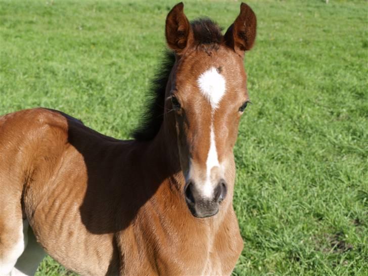 Dansk Varmblod Sundorfs Izma - Izma 1 uge gammel billede 7