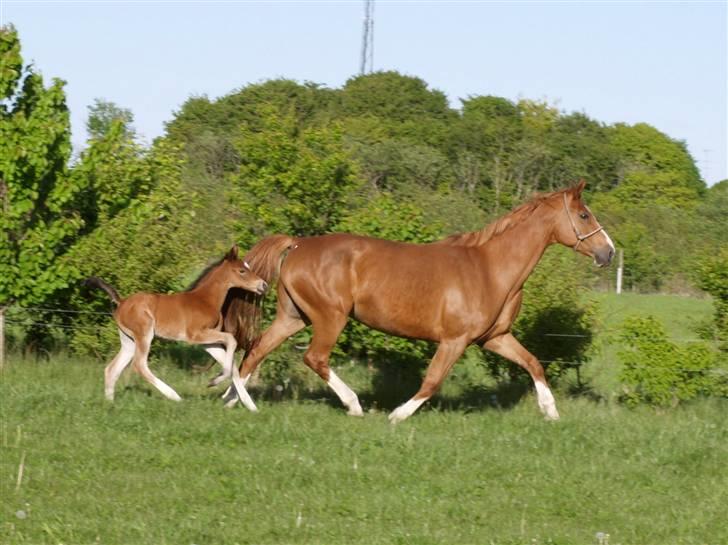Dansk Varmblod Sundorfs Izma - I galop - 1 uge gammel (med sin smukke mor) billede 8