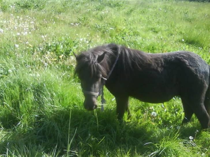 Shetlænder Sally - 6. Sally! Første dag :) billede 6