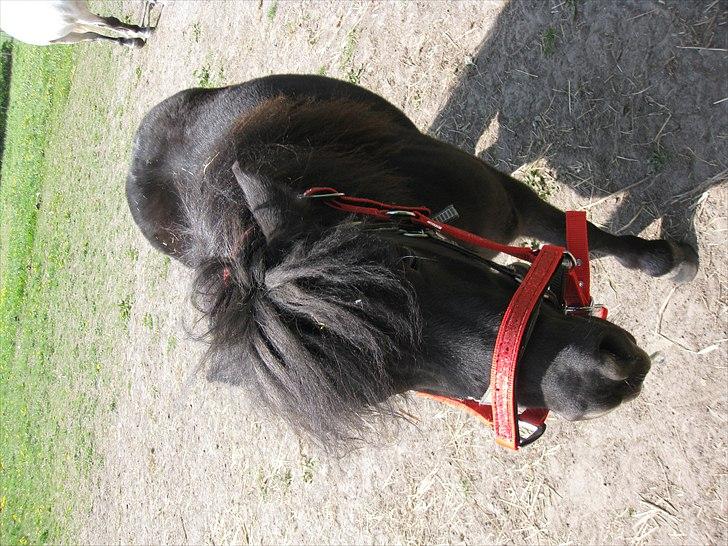 Shetlænder Sally - 7. Hun sku da lige prøve Fabi´s grime :P billede 7