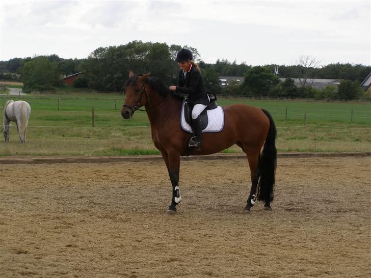 Dansk Varmblod Gørklintgårds Oliena - Første stævne 8D <3 billede 19