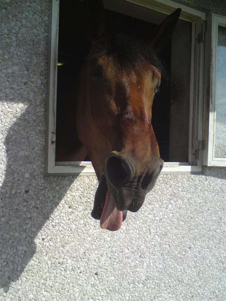 Dansk Varmblod Gørklintgårds Oliena - Skønne Olle :D ! billede 20
