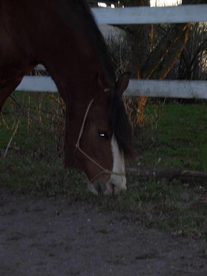 Welsh Cob (sec D) Lucky - En hyggelig aften ude på banen :) billede 9