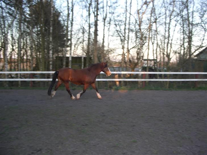 Welsh Cob (sec D) Lucky billede 11