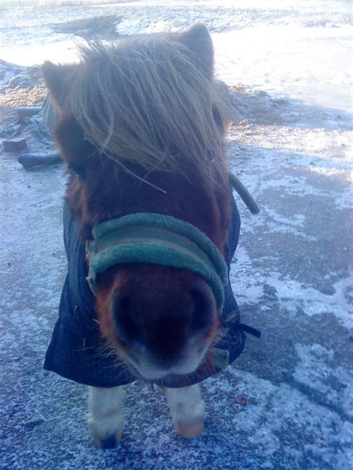 Shetlænder ..¤Totto¤.. *solgt* :'( - søde lille Totto<´3Foto mig billede 8