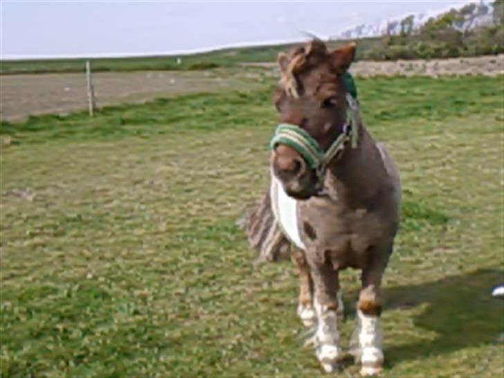 Shetlænder ..¤Totto¤.. *solgt* :'( - Totto på marken :b  :Foto: Katrine billede 9