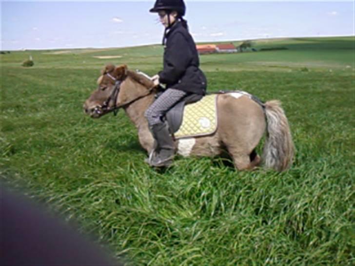 Shetlænder ..¤Totto¤.. *solgt* :'( - Totto i det høje GRÆS xD  :Foto: Katrine billede 10