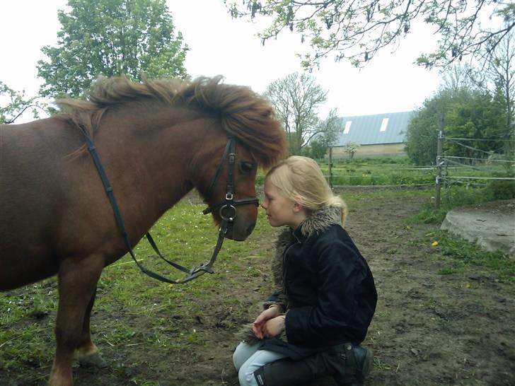 Shetlænder Chequantos<33 - Quan og Mig <<< billede 1