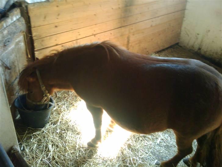 Shetlænder Chequantos<33 - Chequantos drikker. hehe <3 billede 2