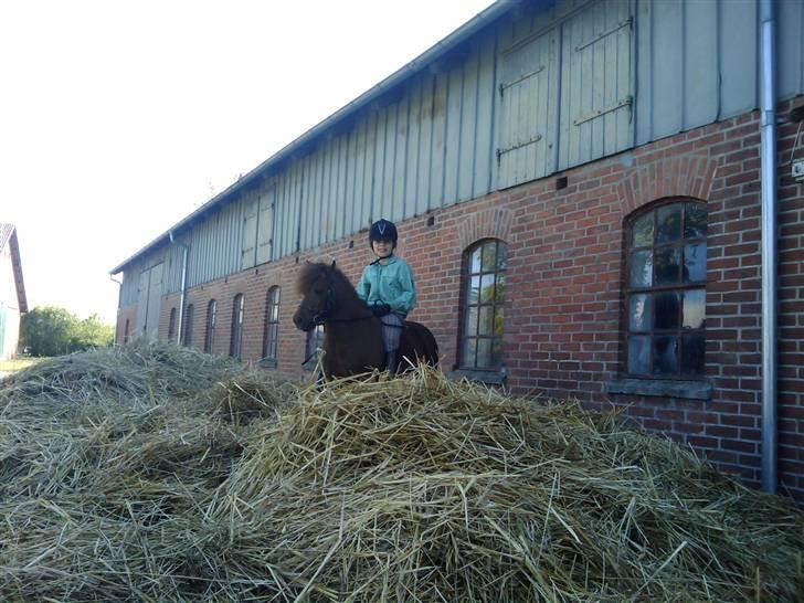 Shetlænder Chequantos<33 - Frække Chequantos va? billede 3
