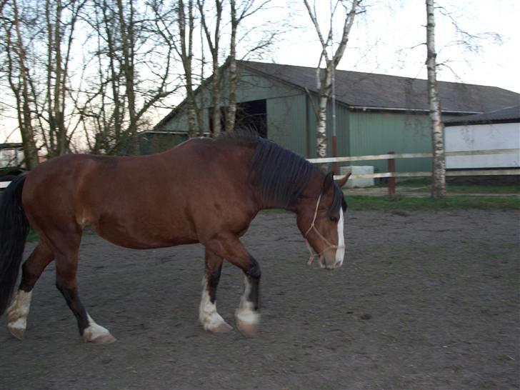 Welsh Cob (sec D) Lucky - Min hest søger part, hvis du er intresseret, skriv venligst en privat besked billede 15