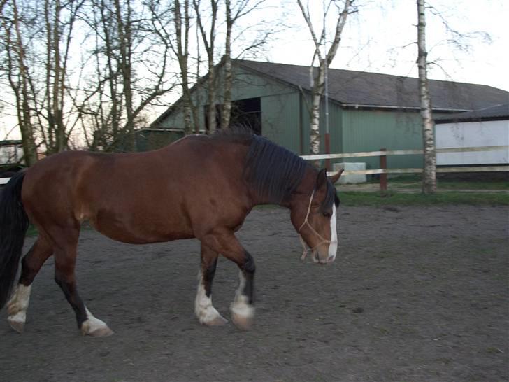 Welsh Cob (sec D) Lucky - Min hest søger part, hvis du er intresseret, skriv venligst en privat besked billede 15