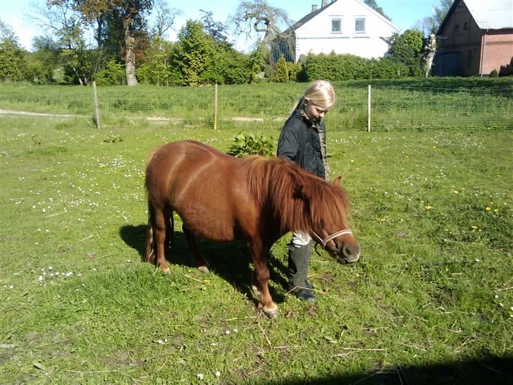 Shetlænder Chequantos<33 - Mig og Chequantos billede 4