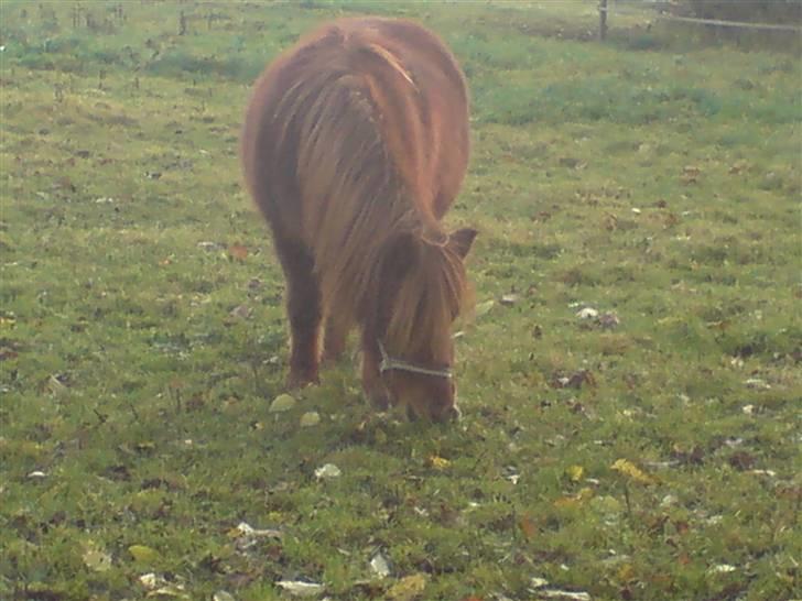 Shetlænder Chequantos<33 - søde Quan spiser gras<3 billede 5
