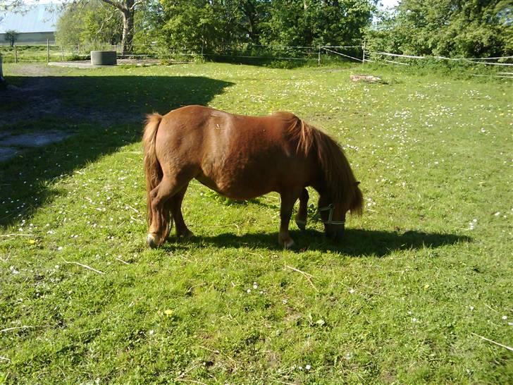 Shetlænder Chequantos<33 - Chequantos spidser græs <33 billede 6