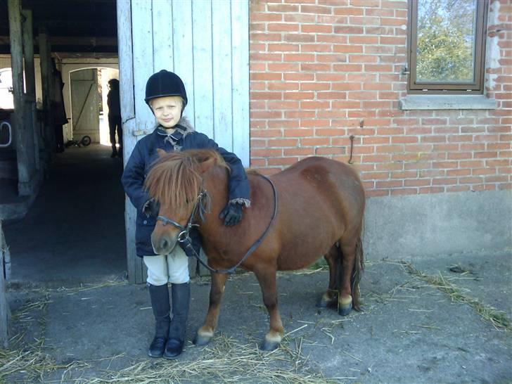 Shetlænder Chequantos<33 - Mig og Chequantos <<33333333 billede 7