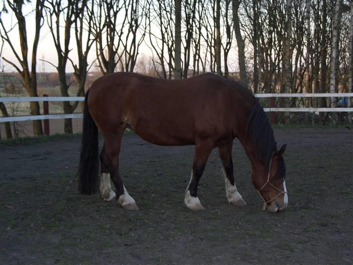 Welsh Cob (sec D) Lucky - Min hest søger part, hvis du er intresseret, skriv venligst en privat besked billede 16
