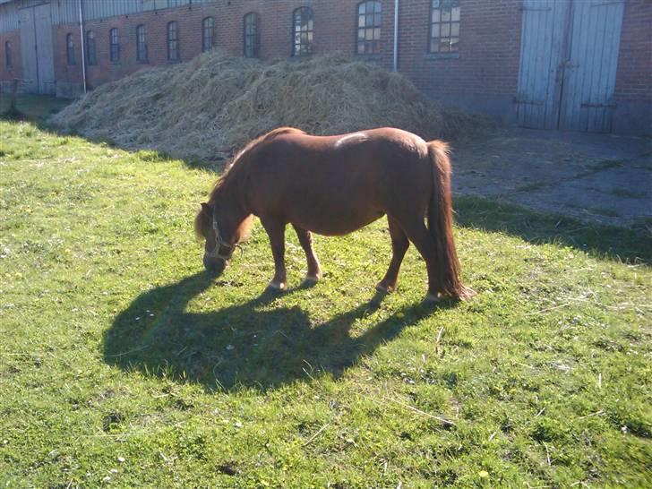 Shetlænder Chequantos<33 - Chequantos spidser græs <333 :] billede 8