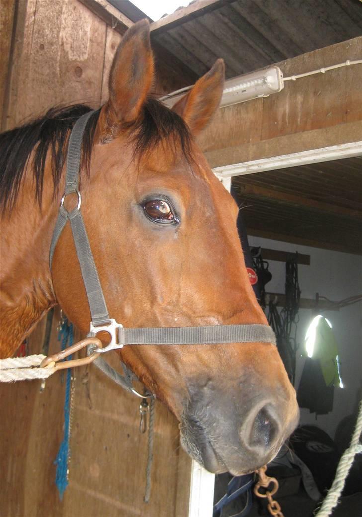 Traver Pressifon  billede 16