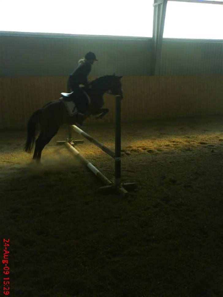 DSP Akita (susans) - Hop !!! Akita og Ber <3333 billede 2