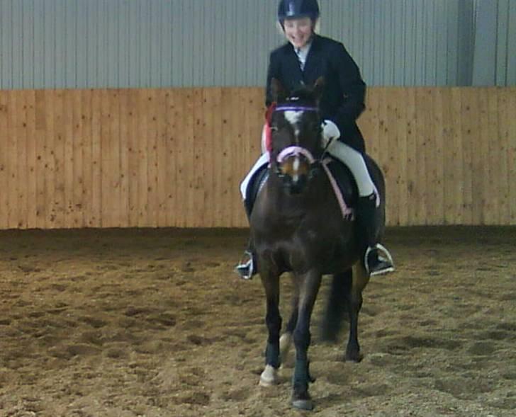 DSP Akita (susans) - til ministævne<33  billede 3