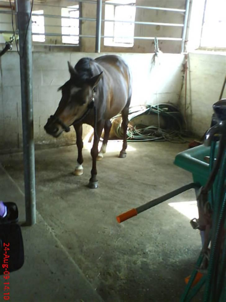 DSP Akita (susans) - Fru skør !!! <3 billede 7