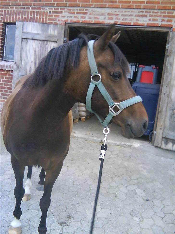 DSP Akita (susans) -   Akita <3 billede 8