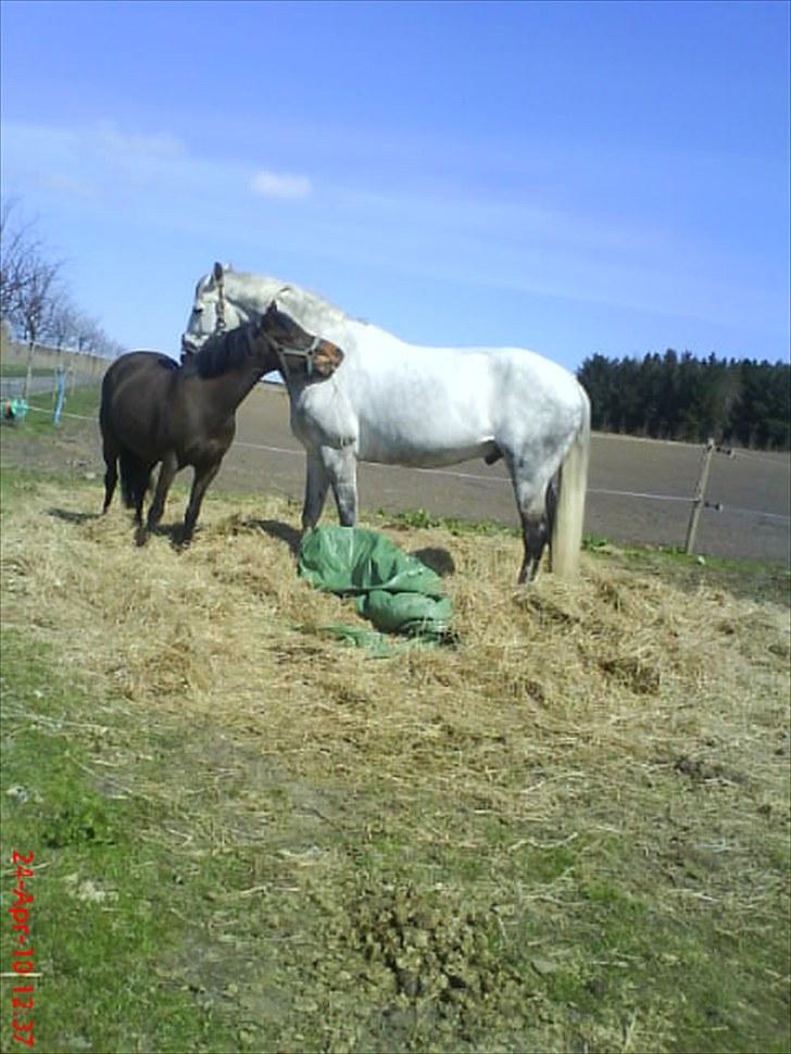 DSP Akita (susans) - Rubyog kita<33 !!! <33 billede 9