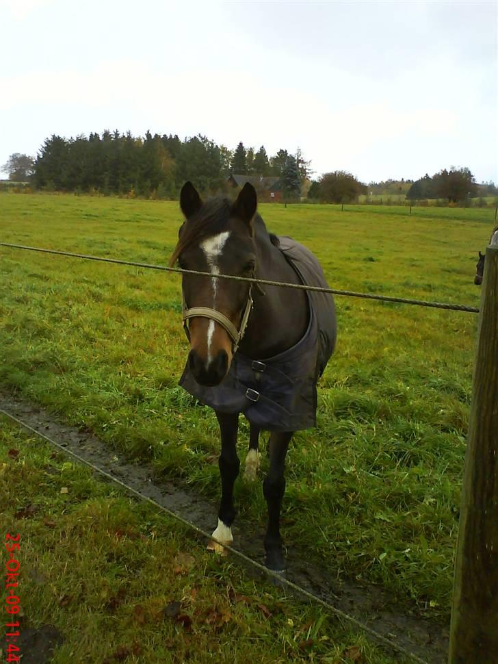 DSP Akita (susans) - Akita <3 jeg elsker dig ! <3 Smukke ! billede 10