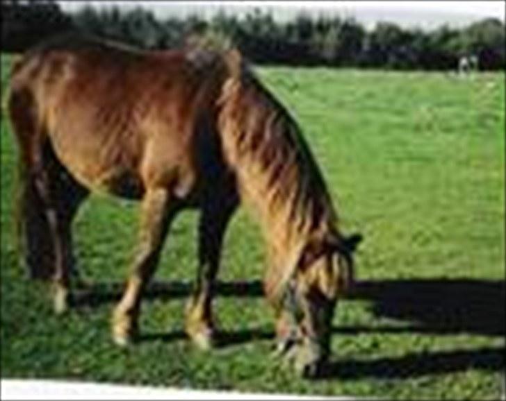 Anden særlig race Beauty - Jeg elsker dig!!<3 billede 3