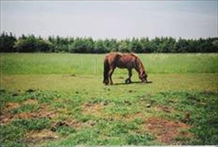 Anden særlig race Beauty - min tøz<3! billede 7