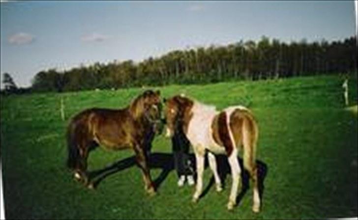 Anden særlig race Beauty - :*<3 billede 10