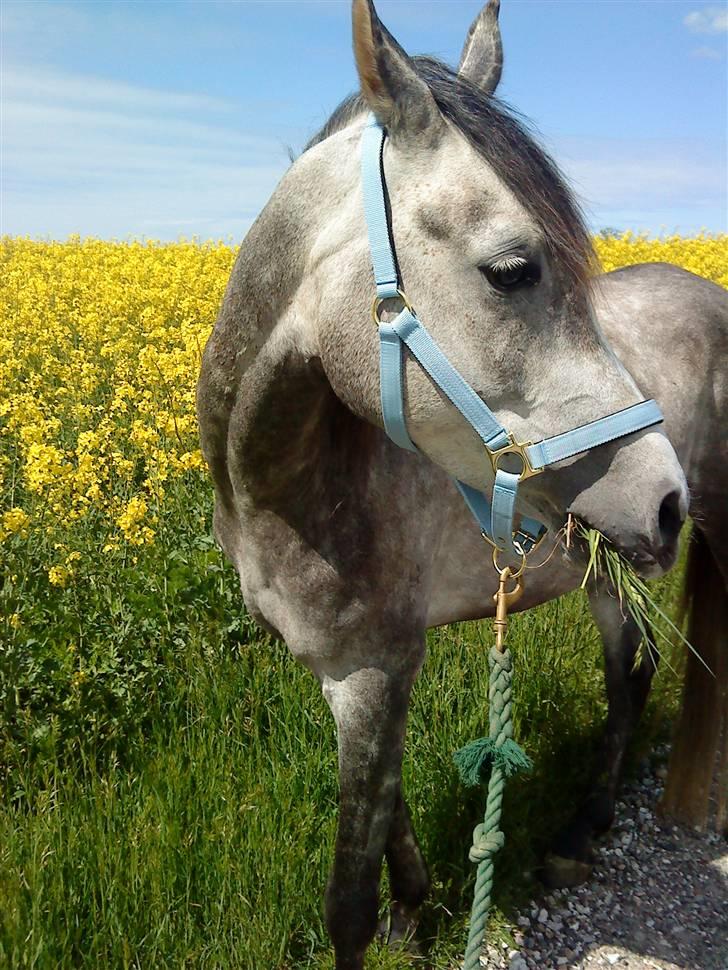 Anden særlig race Shaki - SOLGT billede 12
