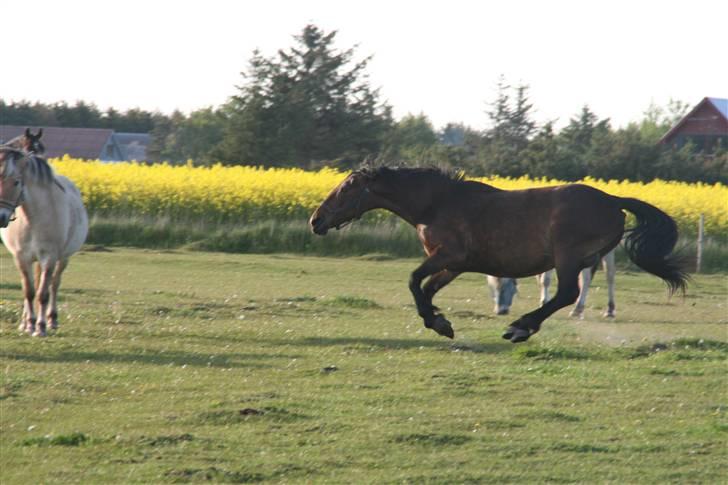 Oldenborg tanja Nyholm billede 17
