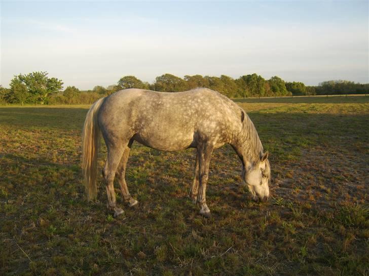 Anden særlig race Sussi billede 12