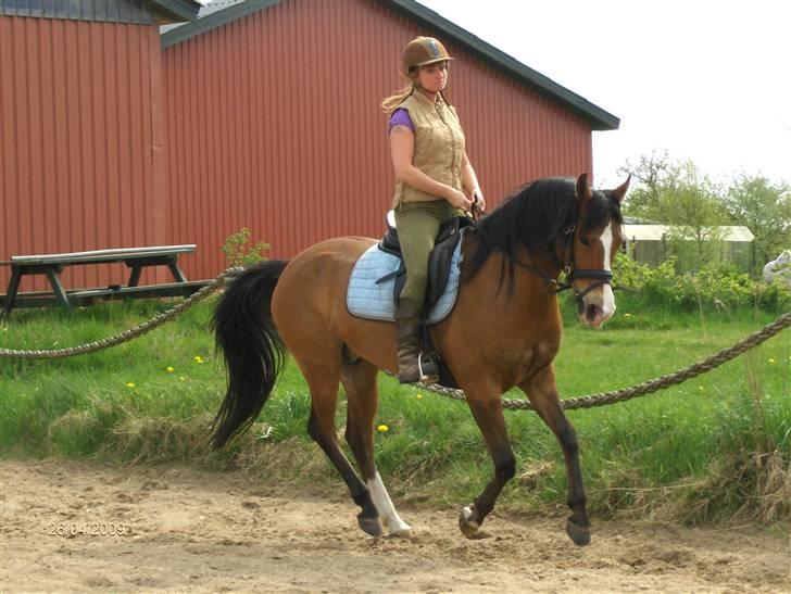 Sportsaraber (A) Zeppelin - Zeppelin i sin suveræne galop billede 13