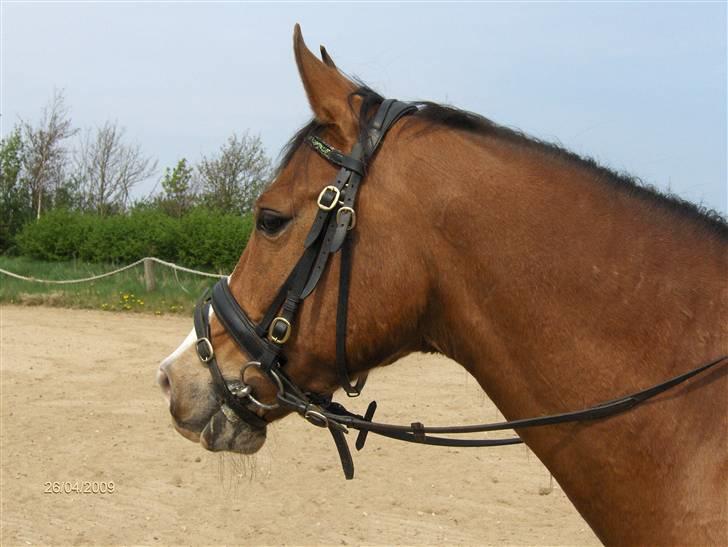 Sportsaraber (A) Zeppelin - Min dejlige lille smuksak(; billede 14