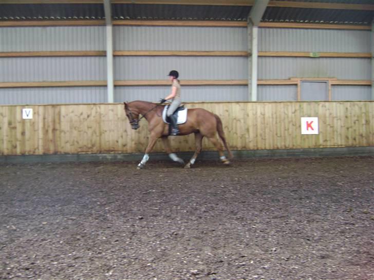 Dansk Varmblod Nørringsholms Play Red billede 5