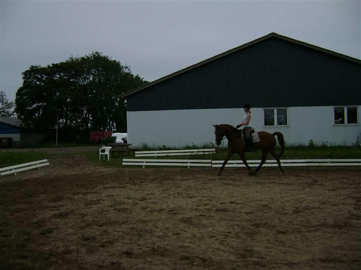 Dansk Varmblod Nørringsholms Play Red - Foto: Mor hehe billede 6