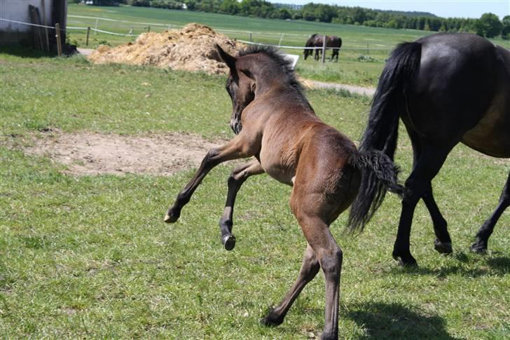 Connemara Broholm's Unique billede 4