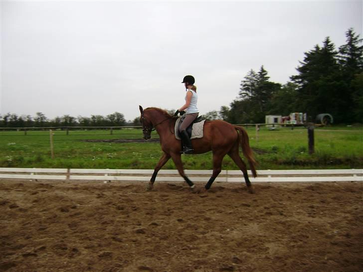 Dansk Varmblod Nørringsholms Play Red billede 7