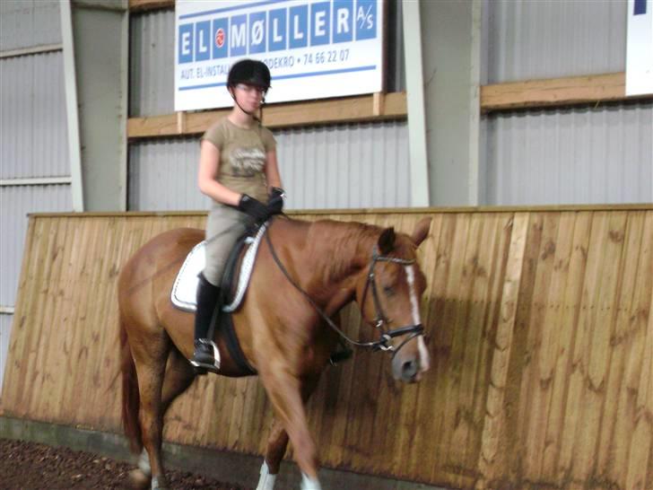 Dansk Varmblod Nørringsholms Play Red billede 8