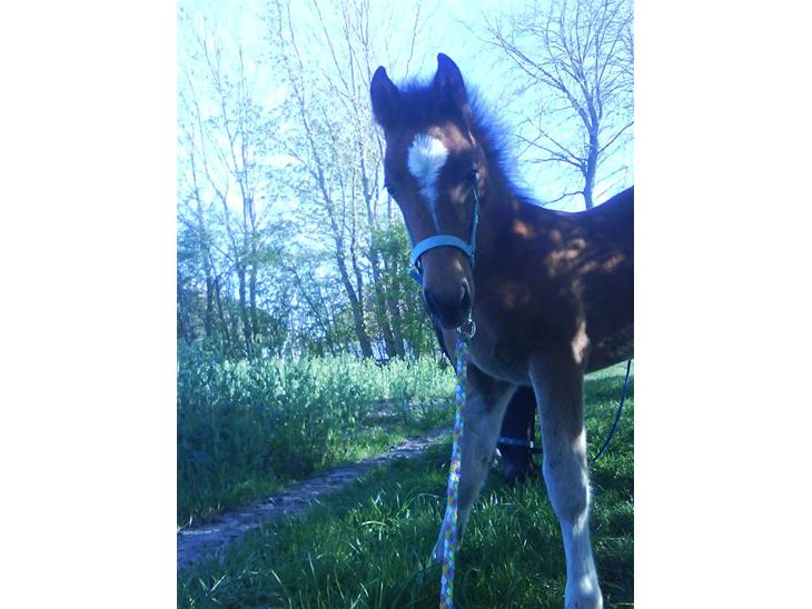 {{currentPhoto.altText}} billede {{currentPhoto.number}}